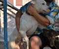 Μεσσηνία: Έσωσαν τον σκύλο που σάπιζε στη χωματερή της Μικρομάνης